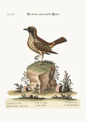 Der Schomburger, 1749-73